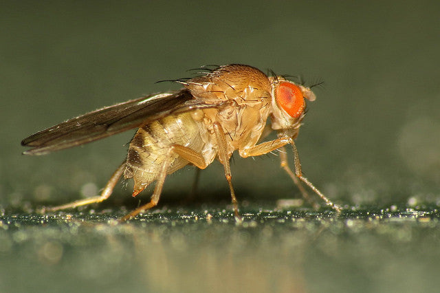 Fruit Flies
