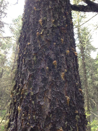 SPLAT Verb Caulking tube for Mountain Pine Beetle - ISCA Technologies
 - 4