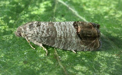 Codling Moth - IT021 - ISCA Technologies
 - 2