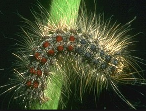 Gypsy Moth - IT041 - ISCA Technologies
 - 3